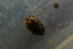 Peltodytes intermedius