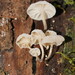 Marasmiellus candidus - Photo (c) Reiner Richter, μερικά δικαιώματα διατηρούνται (CC BY-NC-SA), uploaded by Reiner Richter