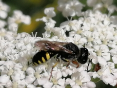 Ectemnius lapidarius