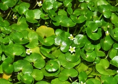 Ranunculus hederaceus