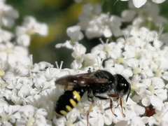 Ectemnius lapidarius