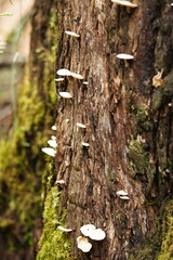 Clitocybe semiocculta