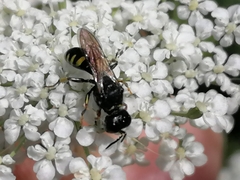 Ectemnius lapidarius