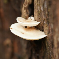 Clitocybe semiocculta