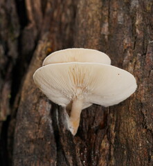 Clitocybe semiocculta