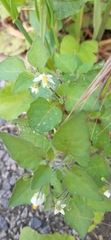 Solanum nigrum