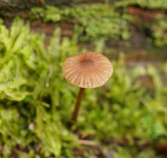 Entoloma readiae