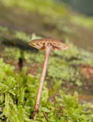 Entoloma readiae