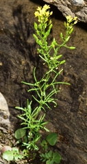 Rorippa pyrenaica