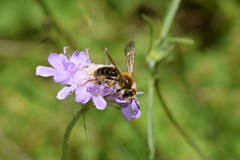 Andrena hattorfiana