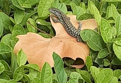Podarcis muralis