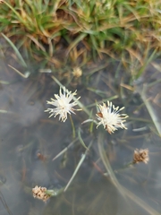 Juncus thomsonii