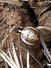 Hypsosinga albovittata