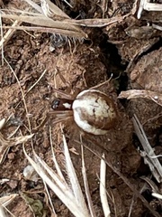 Hypsosinga albovittata