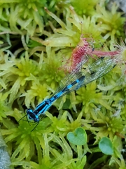 Drosera rotundifolia