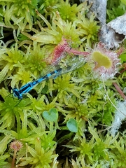 Drosera rotundifolia