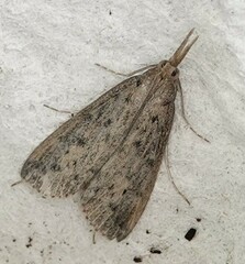 Schoenobius gigantella