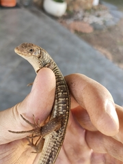Gerrhosaurus flavigularis