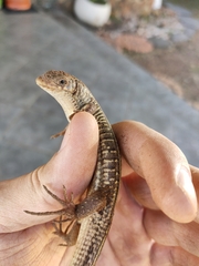 Gerrhosaurus flavigularis