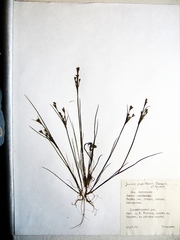 Juncus papillosus