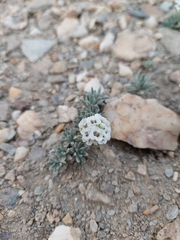 Ptilotrichum canescens