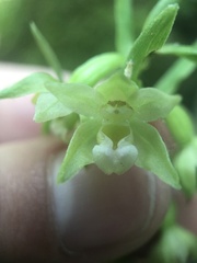 Epipactis bugacensis