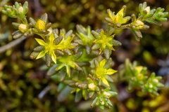 Sedum annuum