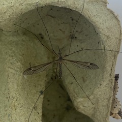 Tipula lateralis