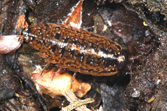 Ligidium hypnorum