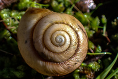 Cupedora bednalli