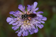 Andrena hattorfiana