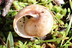 Cupedora bednalli