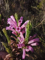 Erica viscaria