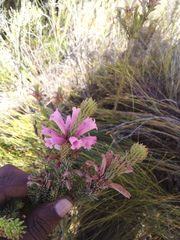 Erica viscaria
