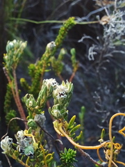 Phylica selaginoides