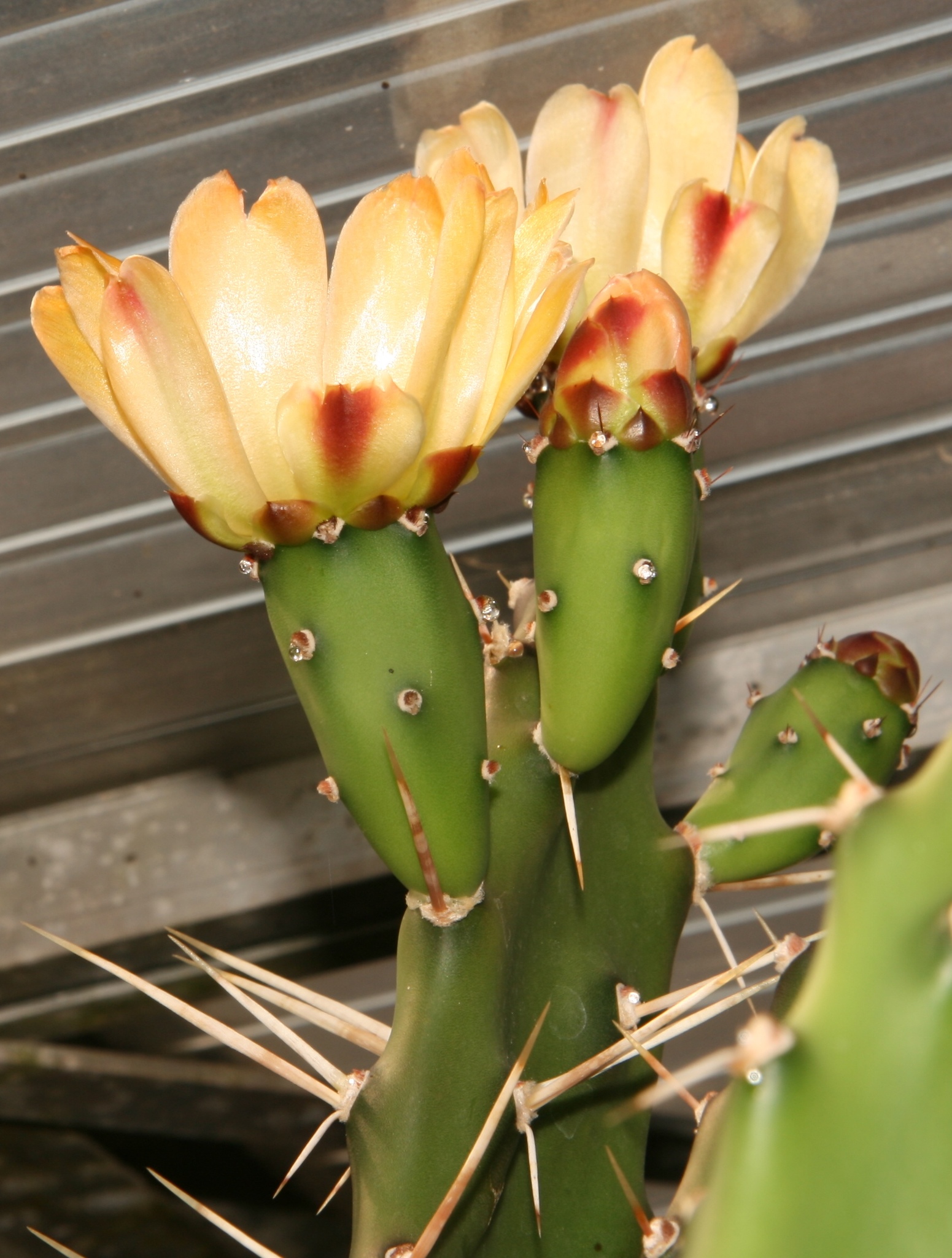 Opuntia stenarthra