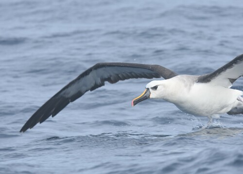 Albatros picofino (Thalassarche chlororhynchos)