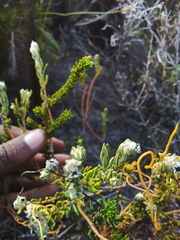 Phylica selaginoides