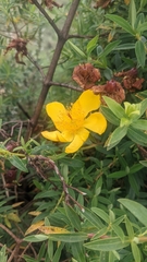 Hypericum revolutum