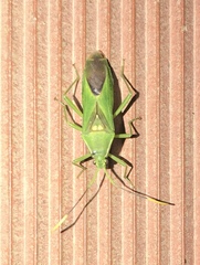 Savius diversicornis