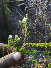 Phylica selaginoides
