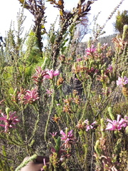 Erica viscaria