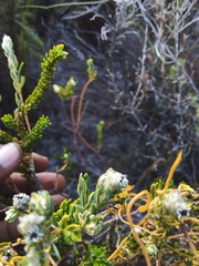 Phylica selaginoides