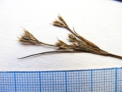 Juncus papillosus