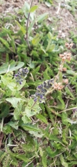 Salvia verbenaca