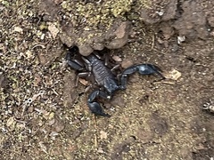 Euscorpius italicus