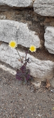 Sonchus oleraceus