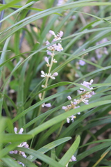 Ophiopogoneae