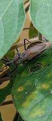 Ploeogaster