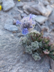 Nepeta longibracteata